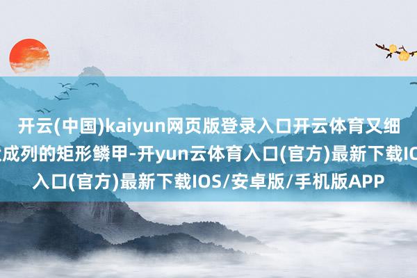 开云(中国)kaiyun网页版登录入口开云体育又细又长的尾巴袒护着环状成列的矩形鳞甲-开yun云体育入口(官方)最新下载IOS/安卓版/手机版APP